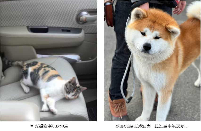 ねこちゃん特集 | みちのくクボタ | みちのくクボタ | 岩手県 青森県