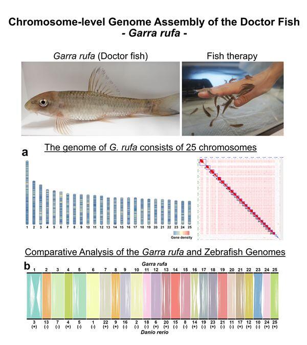 三重大Rナビ -三重大学の研究最前線- | 『ドクターフィッシュ』の