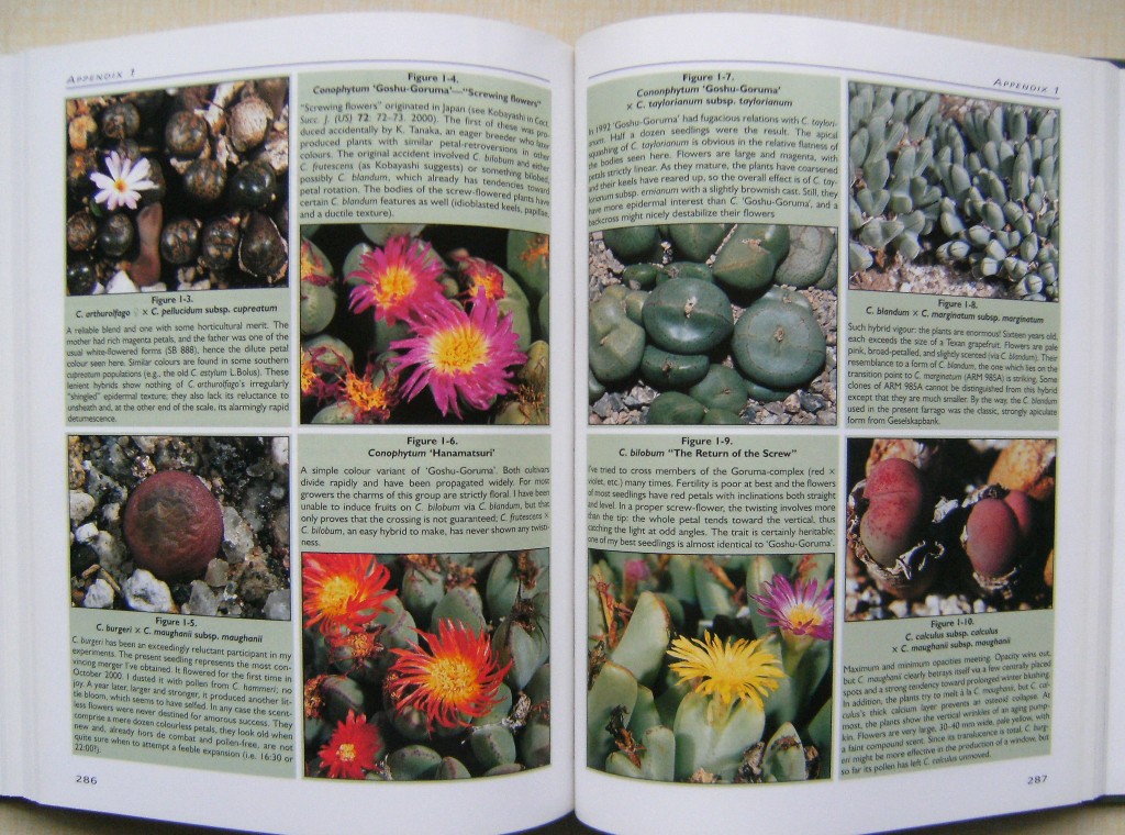 Dumpling and His Wife - New Views of the Genus Conophytum