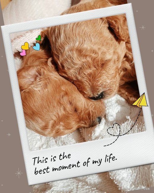 埼玉】小野沢 一広(おのざわ かずひろ)ブリーダー｜みんなのブリーダー