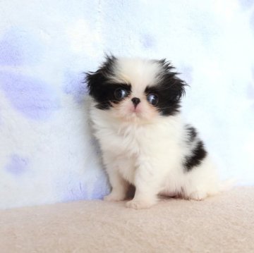 狆(チン)のブリーダーを探す｜みんなのブリーダー