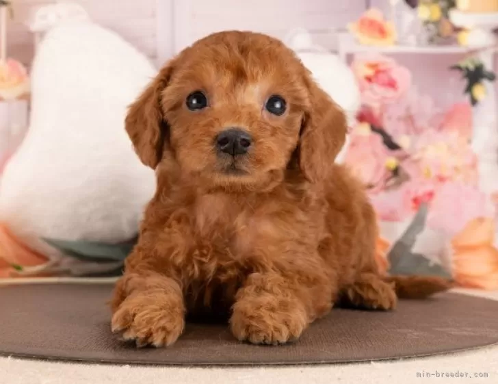 トイプードル【愛知県・女の子・2026年1月13日・レッド 】3/7㈯・21