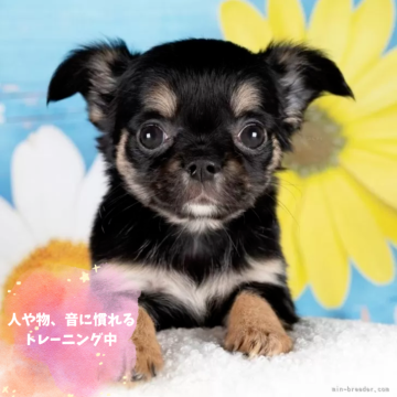 ブラック＆タンのチワワ(ロング)の子犬を探す｜ブリーダー直販の子犬