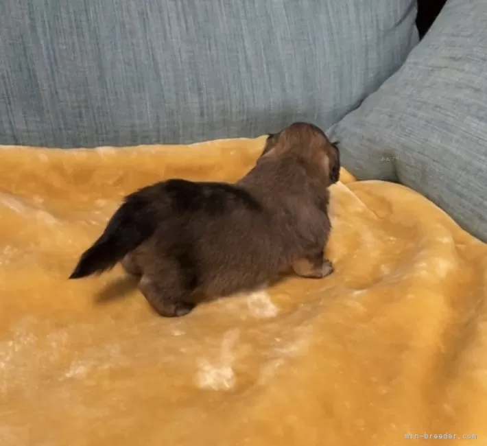 ポメックス(ポメラニアン×ダックスフンド)【岡山県・女の子・2026年1月