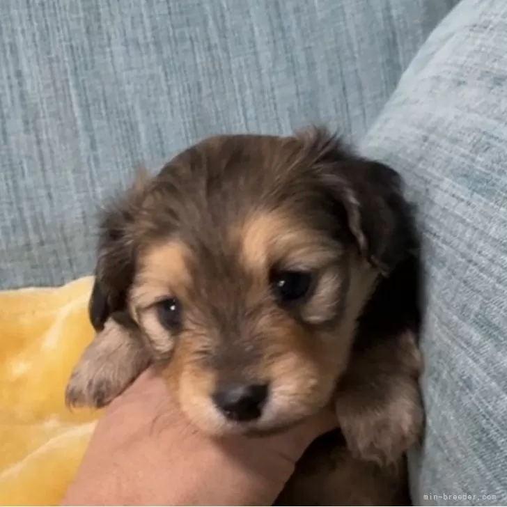 ポメックス(ポメラニアン×ダックスフンド)【岡山県・女の子・2026年1月