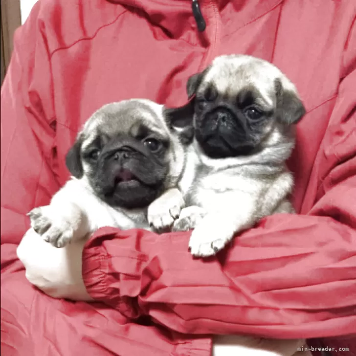 パグ【神奈川県・女の子・2025年12月18日・フォーン】ワンランク上の