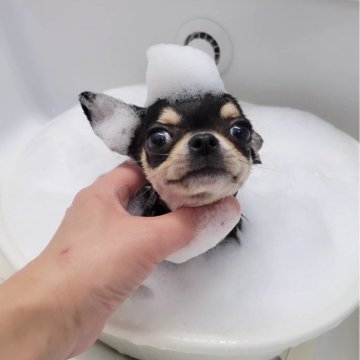 滋賀】河本 美帆(かわもと みほ)ブリーダー｜みんなのブリーダー