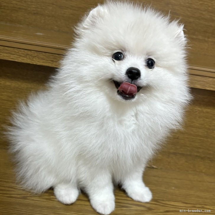 ミックス(日本スピッツ×ポメラニアン)【愛知県・男の子・2024年7月4日