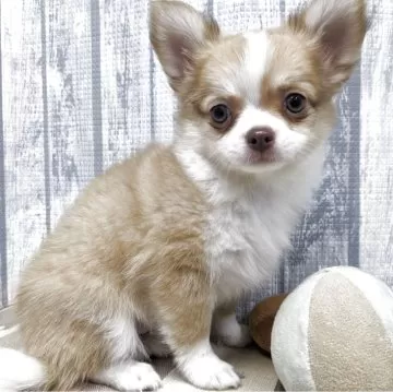 チワワ(ロング)【埼玉県・男の子・2025年2月25日・レッドホワイト