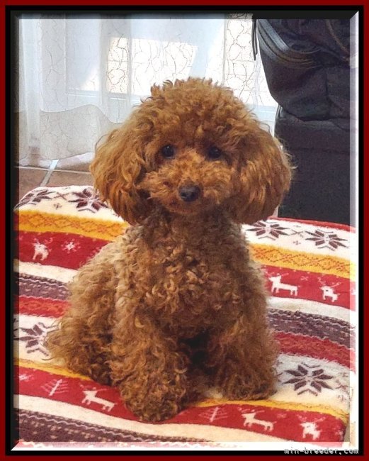 マルプー(マルチーズ×トイプードル)【北海道・男の子・2025年11月10日