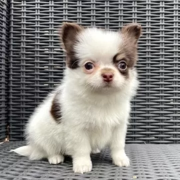 チワワ(ロング)【山梨県・女の子・2024年11月17日・ホワイト