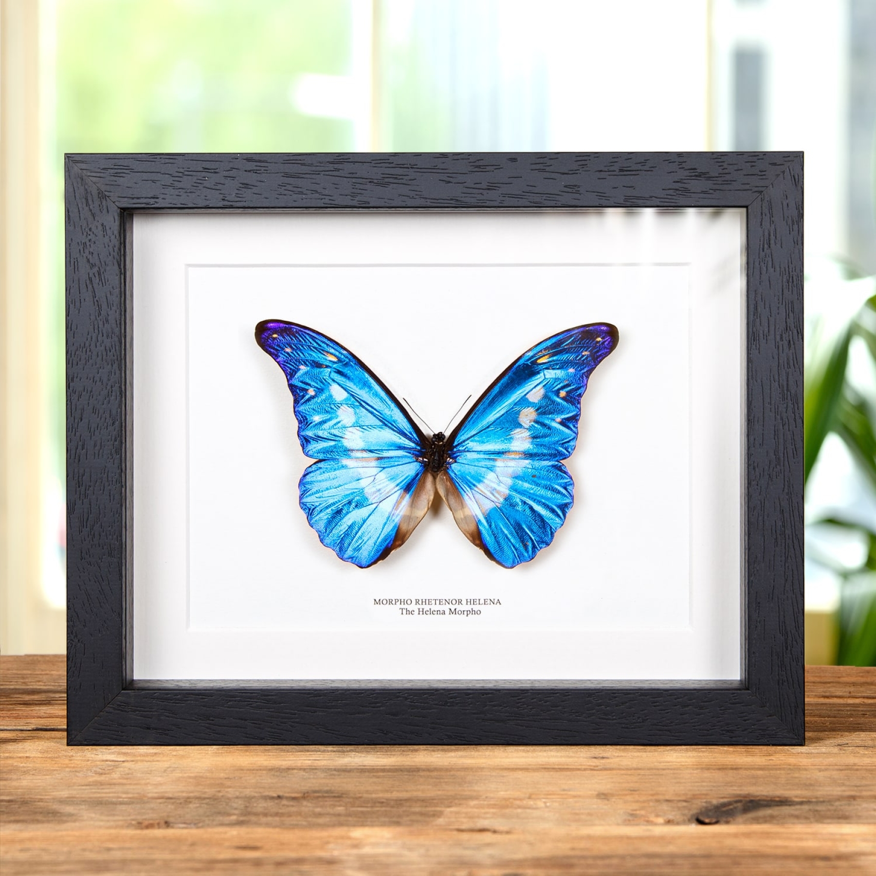 Helena Morpho Butterfly In Box Frame (Morpho rhetenor helena)