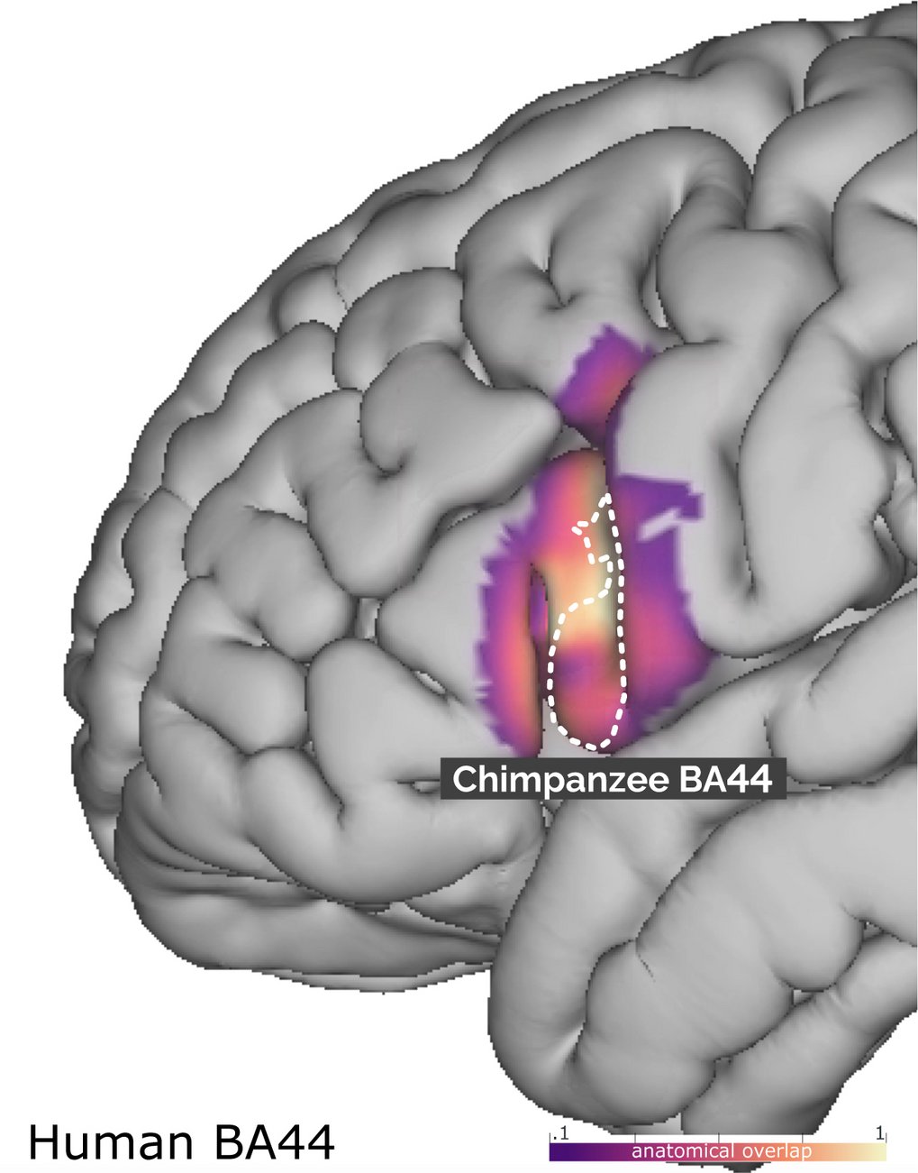 Evolution of language-relevant brain areas uncovered