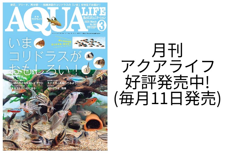 エムピージェー