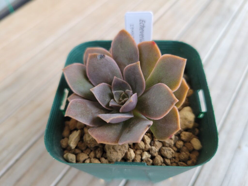 エケベリア エリキュラミスが届く - 多肉植物むらさき園