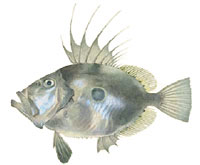 川と海からのめぐみーとる・つくる・そだてる