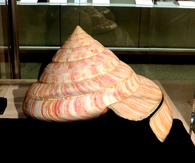 世界一の貝【学芸員自然と歴史のたより】 | 横須賀市自然・人文博物館