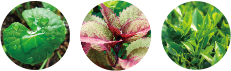 最高峰スキンケアシリーズ「スペチアーレ」より、ノエビアで最も多くの