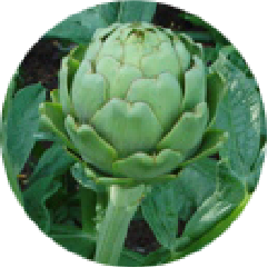 NOEVIR WRINKLE91(ノエビアリンクル91) | 株式会社ノエビア