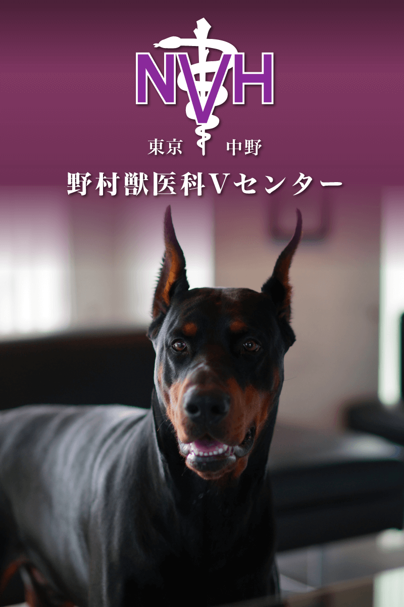 野村獣医科Vセンター｜東京都中野区の動物病院｜一般診療・フェレット