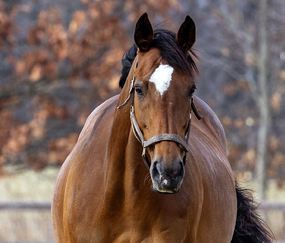 ジェンティルドンナ | 馬とともに | ノーザンファーム