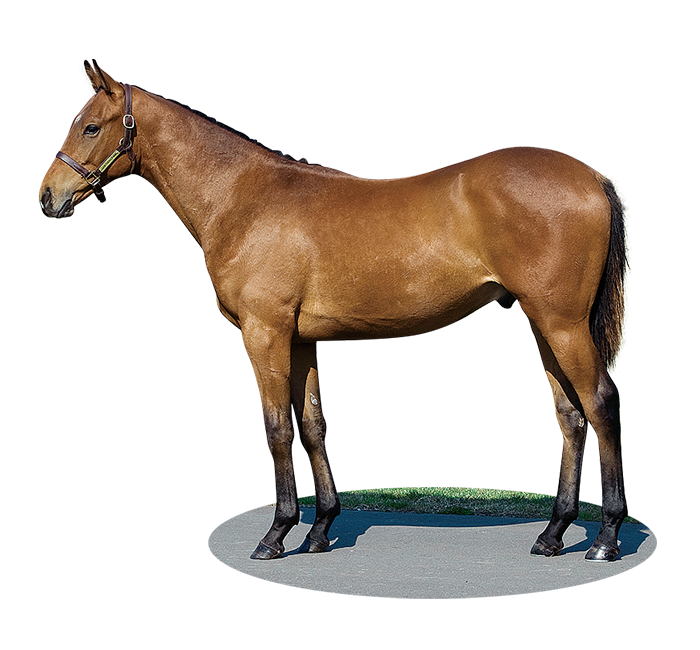 歴代のセール出身G1勝馬 2008-2012 | ノーザンファーム