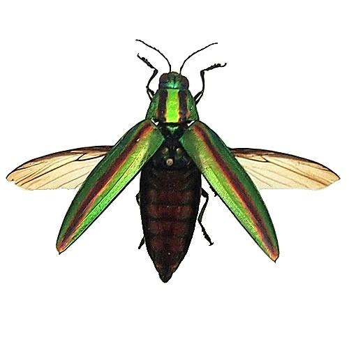 ヤマトタマムシ(飛翔) , 蝶の標本 販売・通販のNatureShop|モルフォや