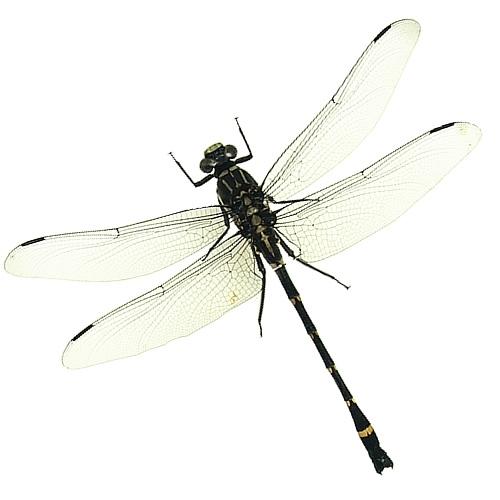 コオニヤンマ , 昆虫標本 , 蝶の標本 販売・通販のNatureShop|モルフォ