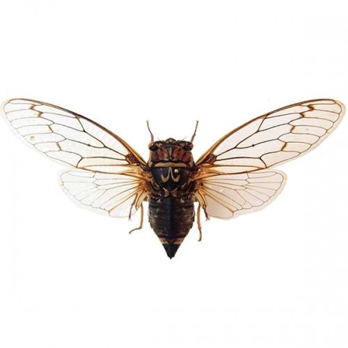 コエゾゼミ 飛翔 , 昆虫標本 , 蝶の標本 販売・通販のNatureShop