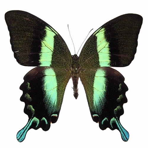 オオルリオビアゲハ , 蝶の標本 販売・通販のNatureShop|モルフォや