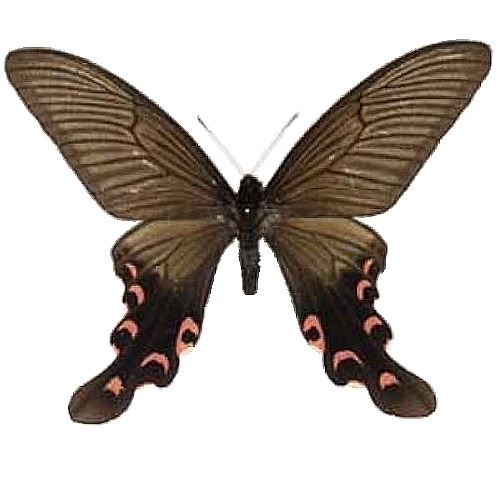 シナフトオアゲハ , アゲハ蝶科標本 , 蝶の標本 販売・通販の