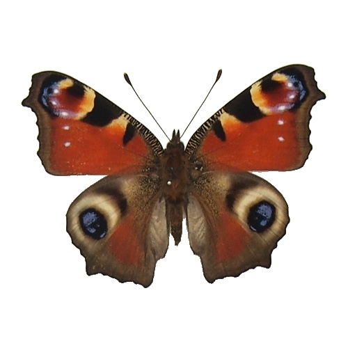 クジャクチョウ(孔雀蝶) , タグ「new」 , 蝶の標本 販売・通販の