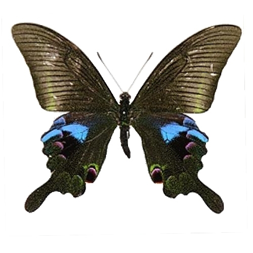 オオクジャクアゲハ , アゲハ蝶科標本 , 蝶の標本 販売・通販の