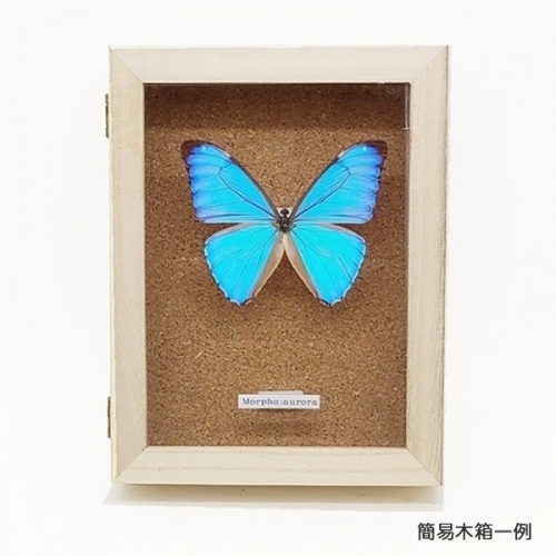 オーロラモルフォ , タグ「モルフォ」 , 蝶の標本 販売・通販の