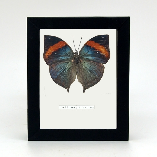 ☆『まみふぁ☆ムラサキシキブジャノメチョウ ♂標本 ja-rurimon3