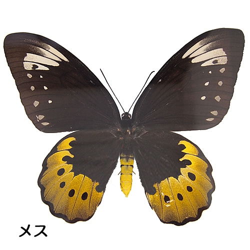 送料無料】ゴライアストリバネアゲハ／ペアセット , タグ「set」 , 蝶