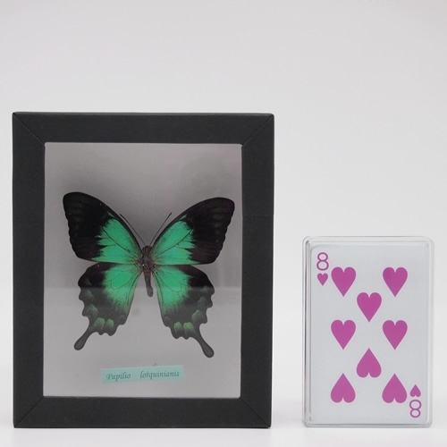 ヘリボシアオネアゲハ , 蝶の標本 販売・通販のNatureShop|モルフォや