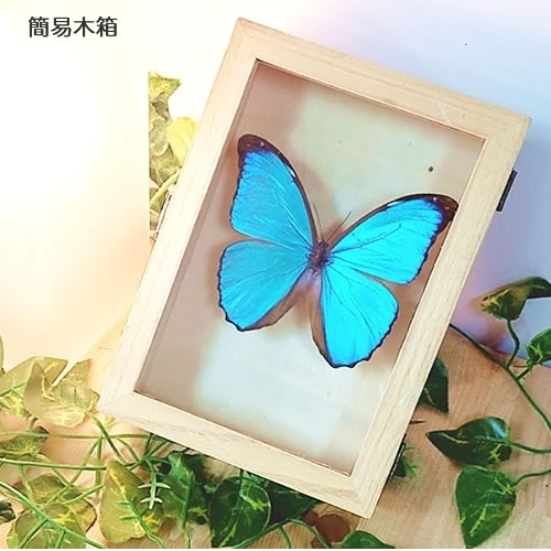 メネラウスモルフォ , タグ「モルフォ」 , 蝶の標本 販売・通販の