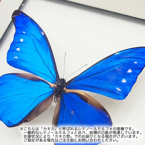 レテノールモルフォ , 蝶の標本 販売・通販のNatureShop|モルフォや