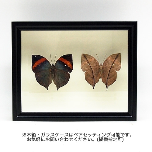 ムラサキコノハチョウ／表展翅 , 蝶の標本 販売・通販のNatureShop