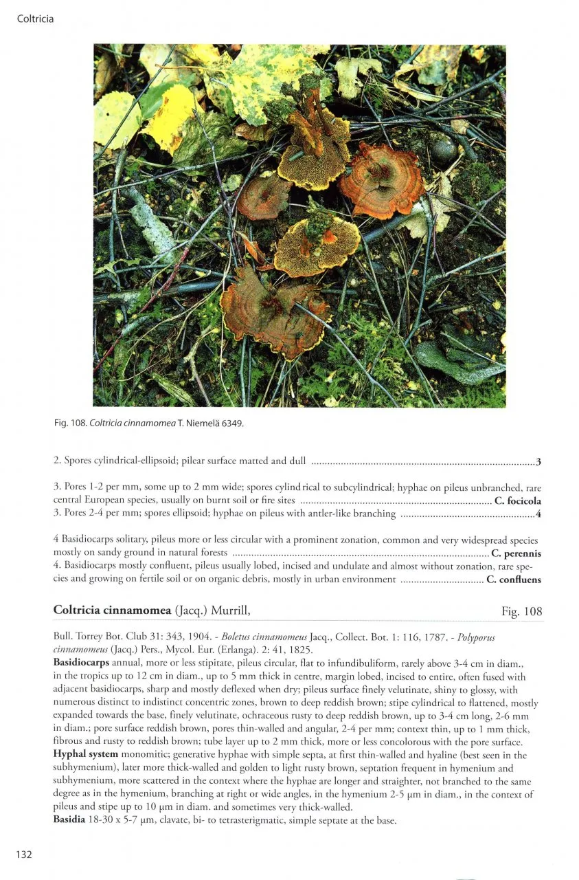 Poroid Fungi of Europe - Natur og Fritid