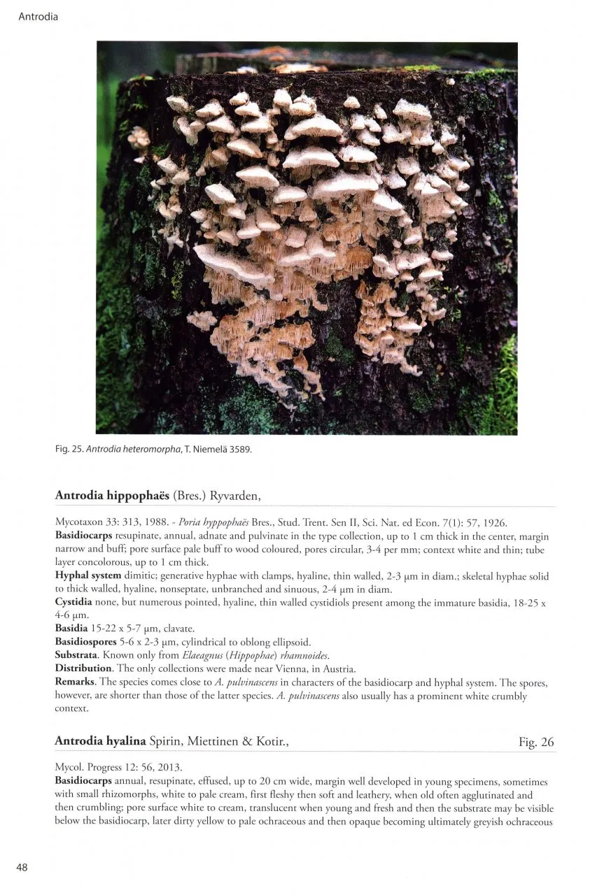 Poroid Fungi of Europe - Natur og Fritid
