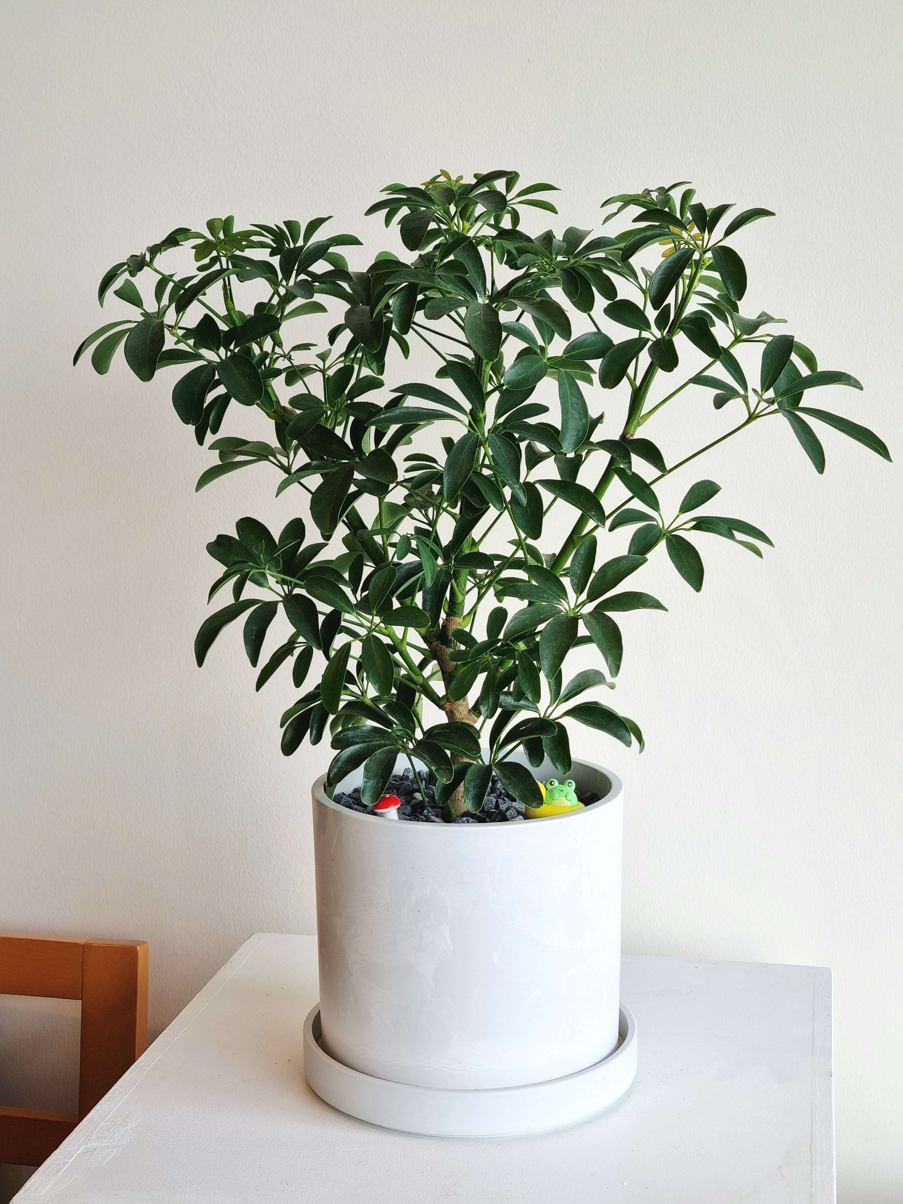 Schefflera Umbrella Tree – Nabi Flowers