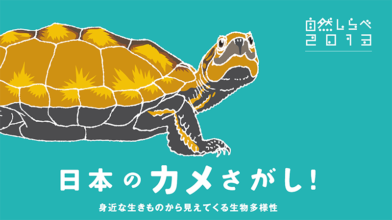 自然しらべ2013 日本のカメさがし！ | 知ろう、自然のこと | 日本自然