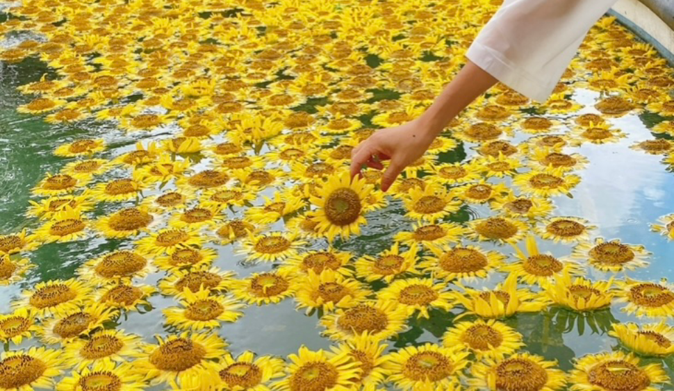 ひまわり花手水 | イベント | 【公式】長崎観光/旅行ポータルサイト