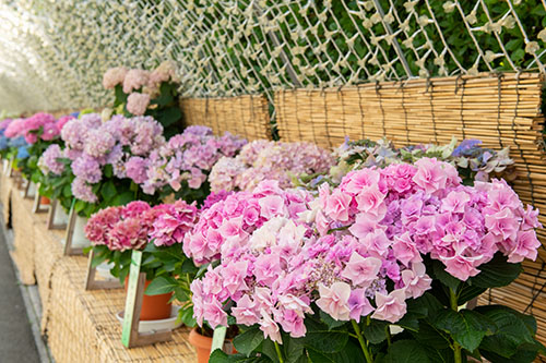 花まつり｜なばなの里