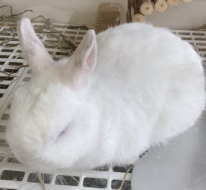 うさぎのゆきち | 【学生ブログ】ECO日記｜名古屋ECO動物海洋専門学校