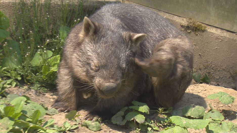 ありがとう、モモコ」別れ惜しむファン 国内最高齢メスのウォンバット