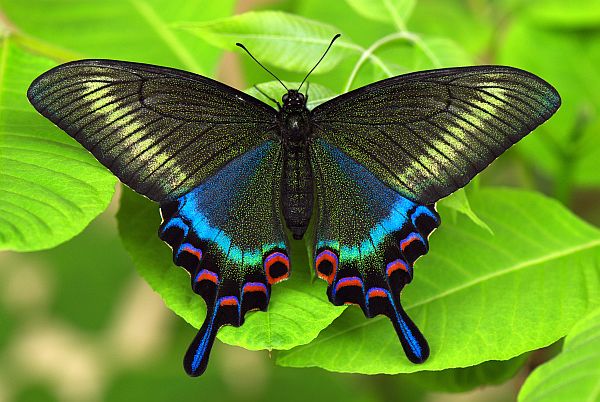 北海道のアゲハチョウ - ミヤマカラスアゲハ -