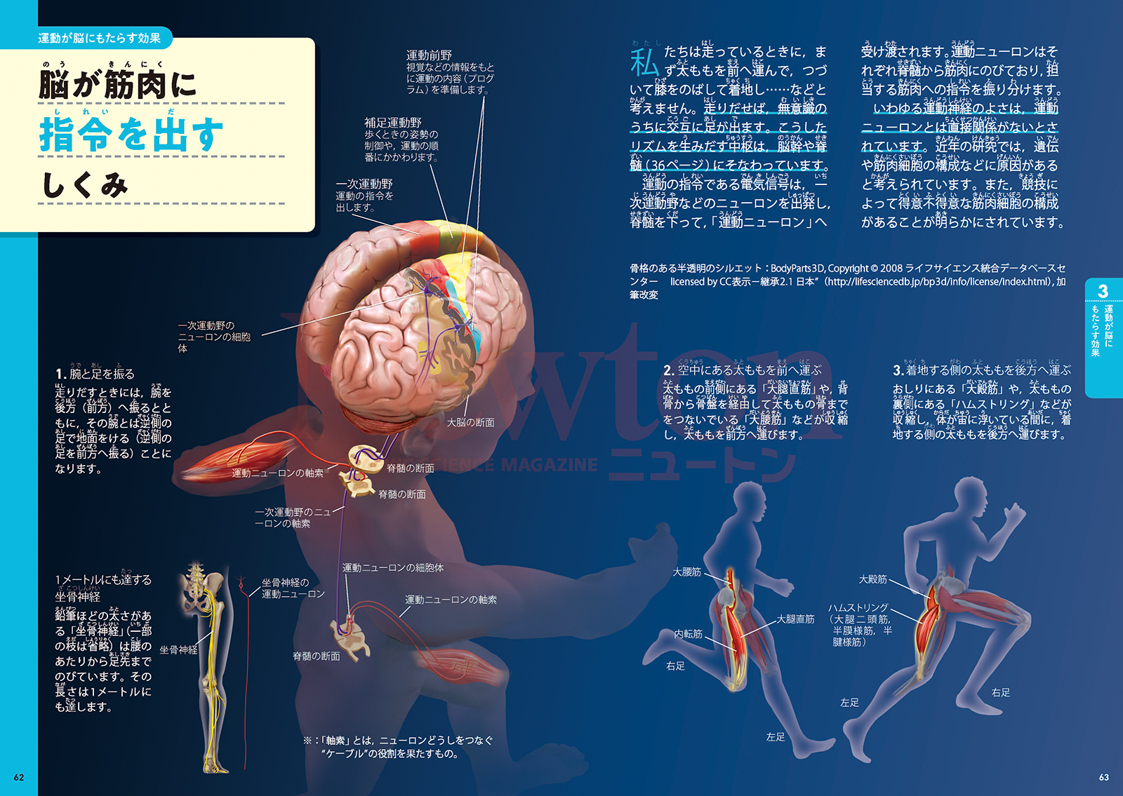 超絵解本 ヒトの脳はこんなにすごい! スマホ脳と運動脳 | ニュートンプレス
